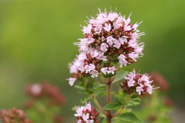  - Essential Oils